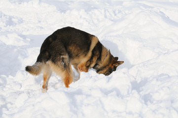 German shepherd dog rescue dog on snow