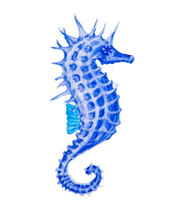 Watercolor drawing of a seahorse
