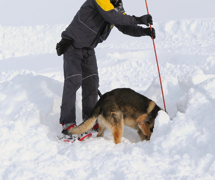 German shepherd dog rescue dog on snow