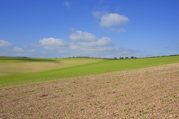 chalky soil and pea crop