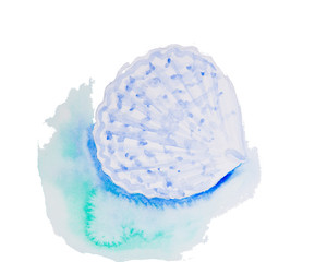 Watercolor drawing of a seashell