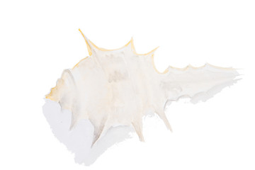 Watercolor drawing of a seashell