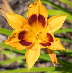 Fototapeta premium daffodil