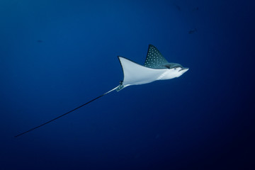 Spotted Eagle Ray - Aetobatus ocellatus - swimming in the blue. Taken in Komodo National Park,...
