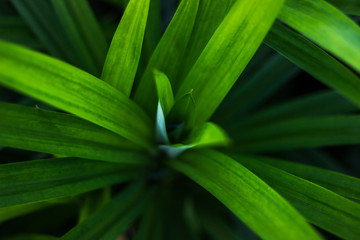 Pandan green