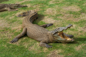 Thai freshwater crocodile
