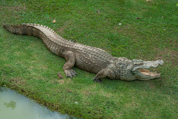 Thai freshwater crocodile