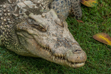 Thai freshwater crocodile