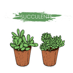 Succulents in clay pots. Cacti drawn in vector. Illustration for postcard or poster, print on clothes. Plants and nature.