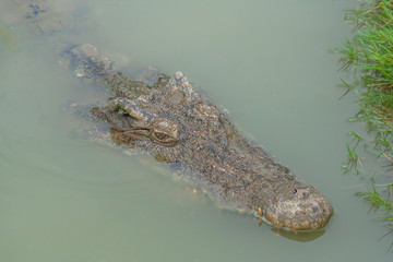 Thai freshwater crocodile