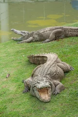 Fotobehang Thaise zoetwaterkrokodil © Kitti Gavinratchatar