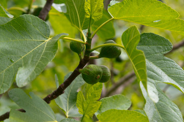 branch with figs in andalusia, spain