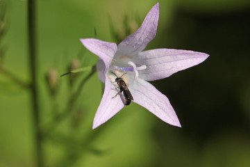 waiting for the girl