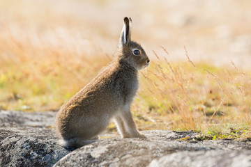 Lepus timidus. Mountain hare close-up in summer pelage, sits on the stones under the sunlight. Lepus timidus,also known as  tundra hare, variable hare, white hare, snow hare, alpine hare, blue hare - 162660947