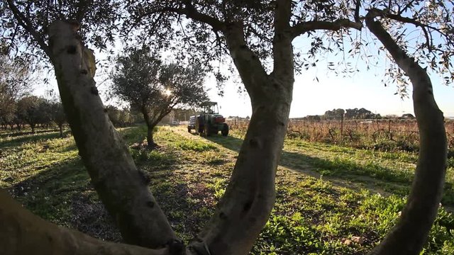R&eacute;colte des Olives au petit matin