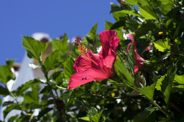 Hibiscus