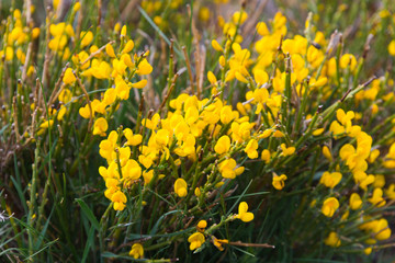 Obraz premium spanish broom