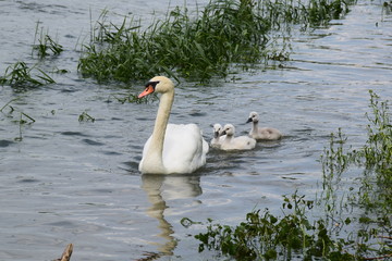 Schwan Familie 6