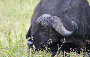the head of buffalo in Lake Nakuru park