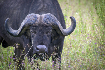 Grazing buffalo in Lake Nakuru National Park
