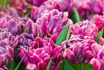 Obraz premium Purple double-flowering tulips.