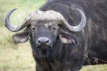 Tuinposter Hoofd van de buffel in Lake Nakuru National Park © Vladimira