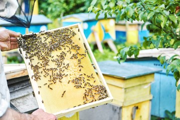 Cropped shot of a honeycomb with bees in the hands of a professional beekeeper working in apiary.