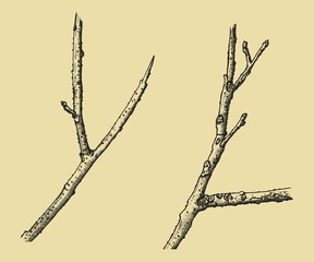 Dry twigs from the tree. Hand drawing sketch vector