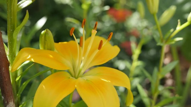 Close-up of Tiger lily plant 4K 2160p 30fps UltraHD footage - Lilium bulbiferum yellow flower pistil and stamens 3840X2160 UHD video 