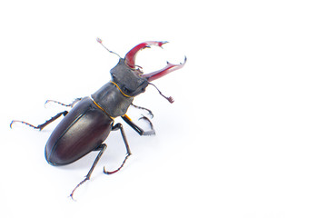 Deer beetle on white background Isolated