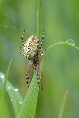 Eichblatt-Radspinne