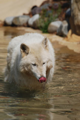 Naklejka premium Captivating White Wolf Drinking Water In the Summertime