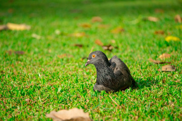Gray dove bird on green lawn in blurry nature background