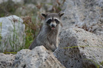 A raccoon we saw at the river hiding behind some rocks