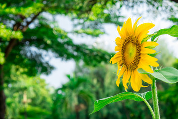 Sunflower on blurry nature background