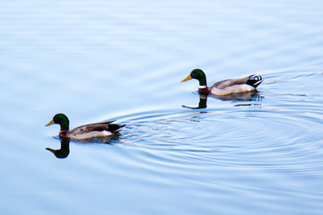 Ducks on pond