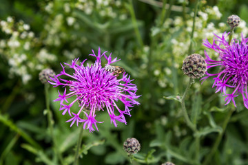 An Insect on a Knapweed Flower