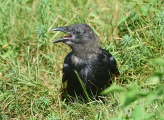 Baby Krähe