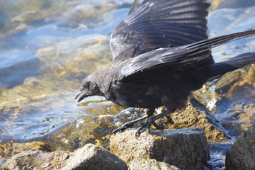 Krähe blickt ins Wasser