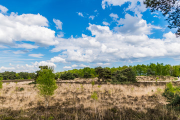 Fototapeta na wymiar Burned meadow in summer arid landscape blue sky