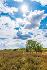 Fototapeta na wymiar Dry meadow in summer arid landscape blue sky lens flare
