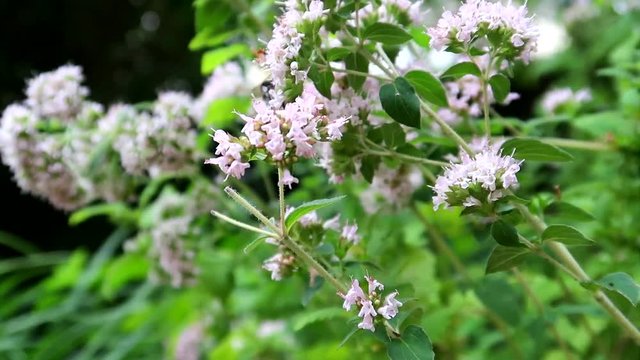 oregano