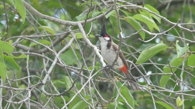 red-whiskered bulbul bird is resting on tree branch
