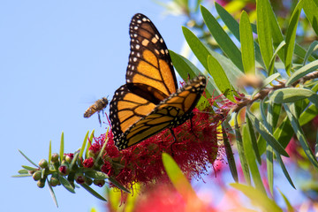Fototapeta na wymiar Butterflies in Bottlebrush Tree