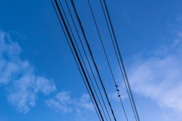 Fototapeta na wymiar Birds on a Wire