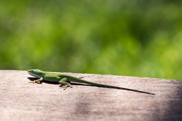 Green gecko lizard
