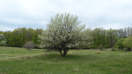 Obraz premium Blooming tree in spring