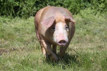 Big duroc pig runs across the meadow