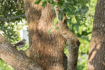 Mockingbird in Tree