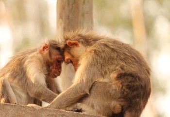 monkeys in love